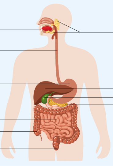 Sơ đồ cơ quan tiêu hoá (TH)